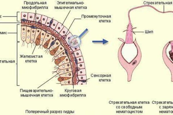 Какая ссылка у кракена
