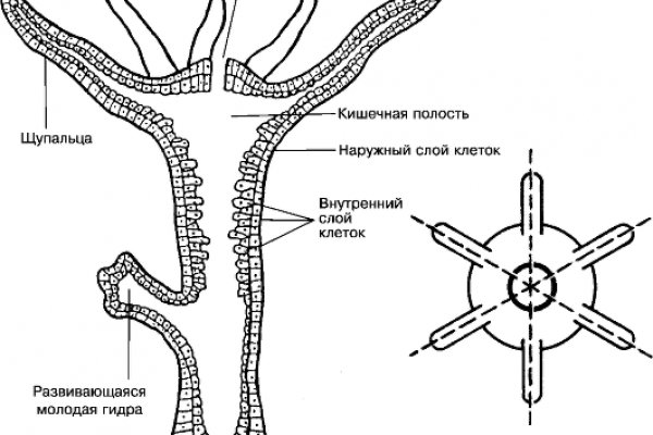 Восстановить доступ к кракену